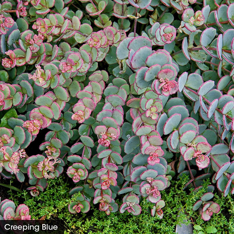 succulent carpet Sedum Carpet