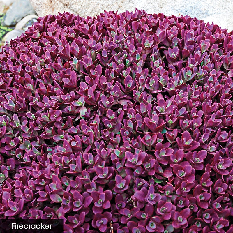 succulent carpet Sedum Carpet