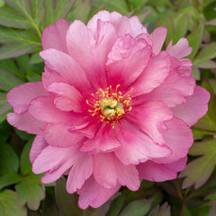 Double Pink Dandy Itoh Peony | Spring Hill