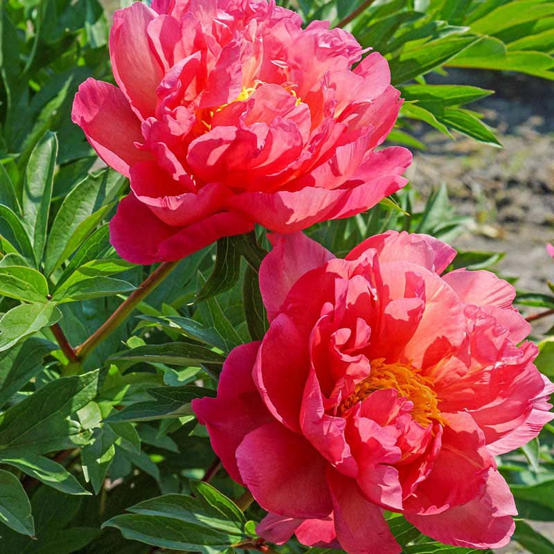 New Millenium Itoh Peony