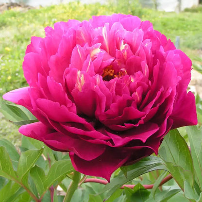 Oh My!® Itoh Peony