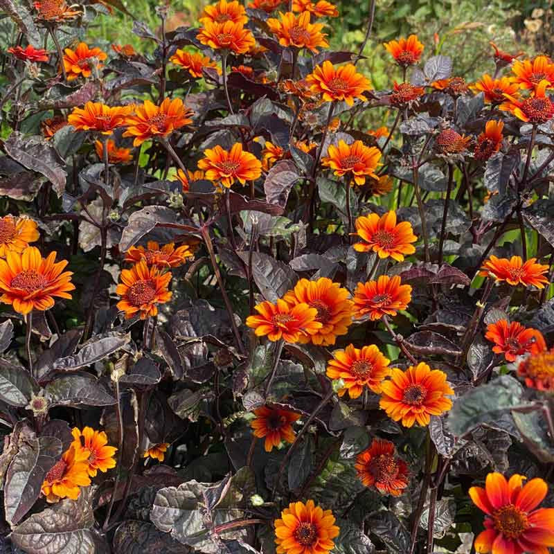 Red Shades Heliopsis