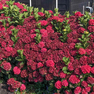 Everlasting® Crimson Hydrangea