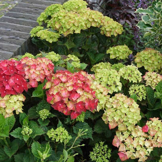 Everlasting® Crimson Hydrangea