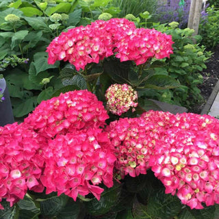 Everlasting® Crimson Hydrangea