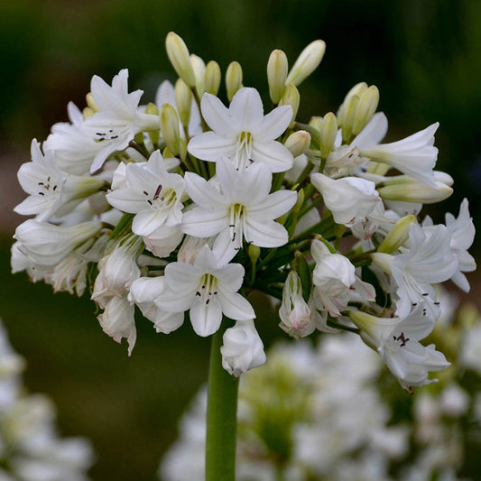 Galaxy White Agapanthus - Shop Agapanthus| Spring Hill