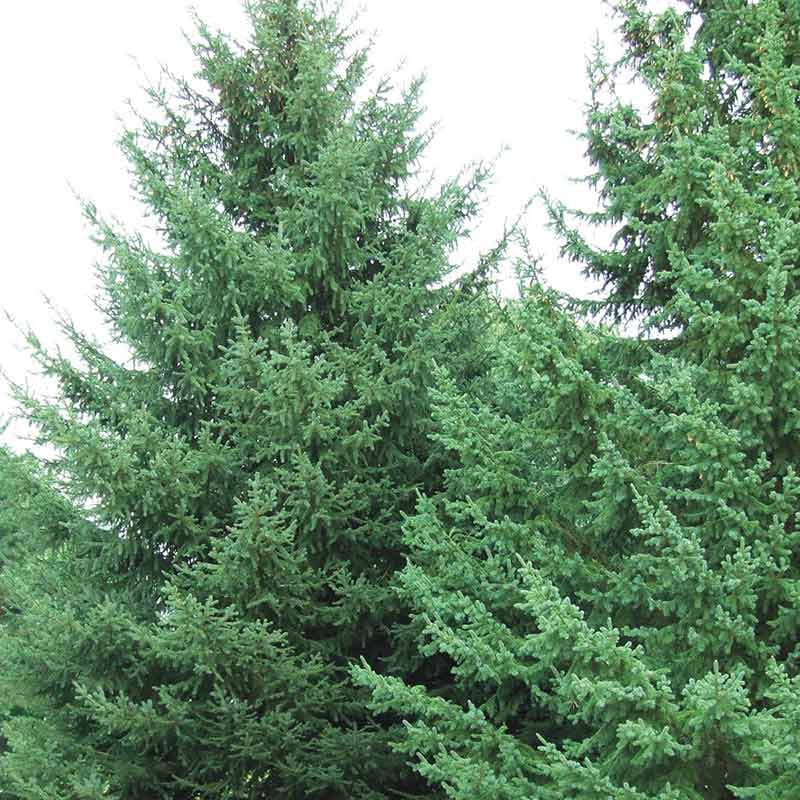 Sprune Spruce Trees – Spring Hill Nursery
