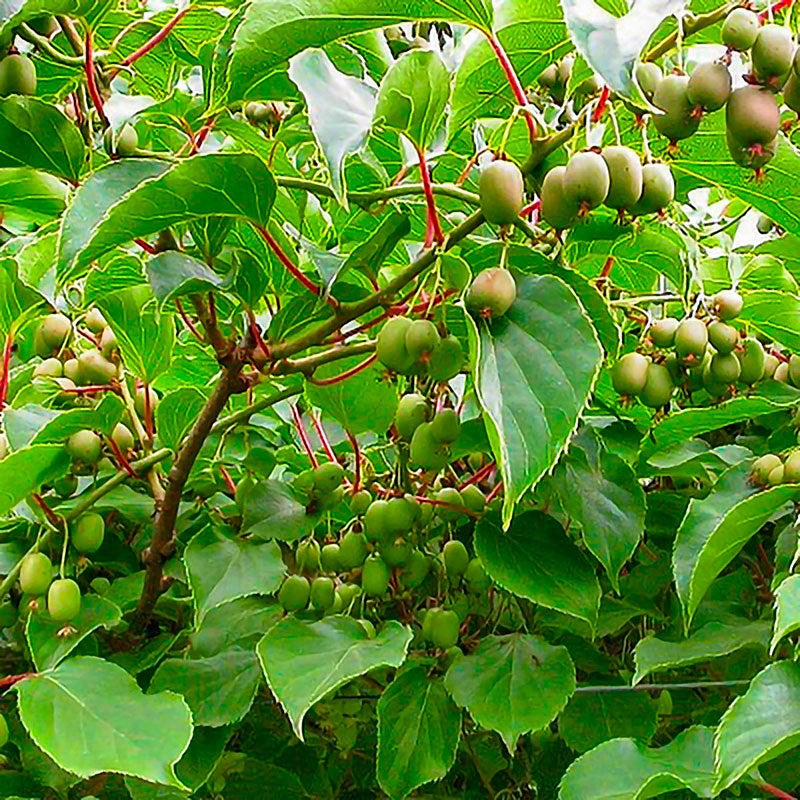 Hardy Kiwi Pair