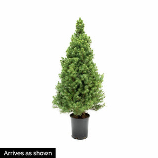 Dwarf Alberta Spruce