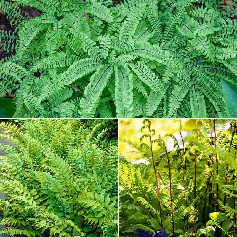 Hardy Fern Collection