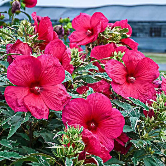 Summer Carnival Hibiscus - Hibiscus moscheutos | Spring Hill