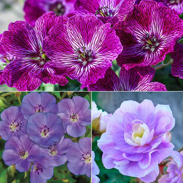 JUN様　Panasonic Gyuttomini パープル 3人乗り対応　28 Geranium Lover's Mix | Spring Hill Nurseries