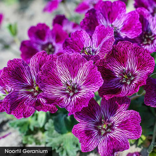 Geranium Lover's Mix