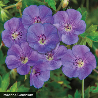 Geranium Lover's Mix