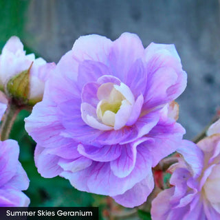 Geranium Lover's Mix