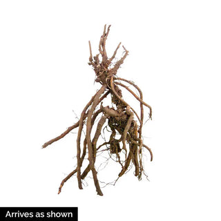 Geranium Lover's Mix