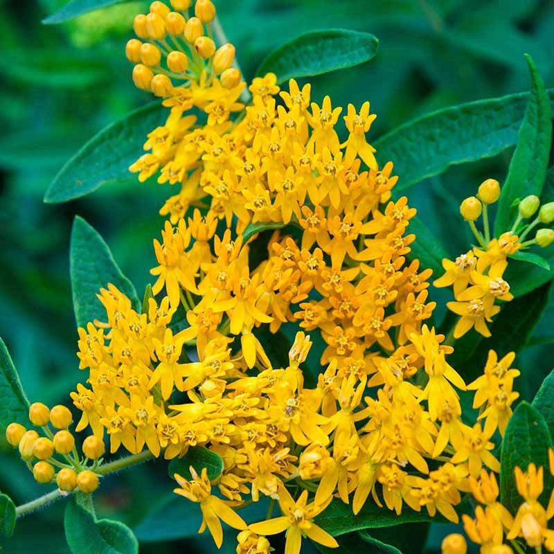 Hello Yellow Milkweed