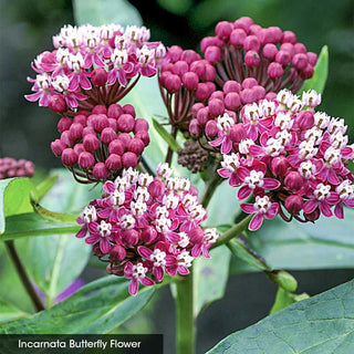 Native Milkweed Selections