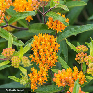 Native Milkweed Selections