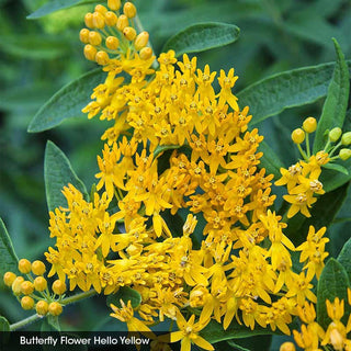Native Milkweed Selections