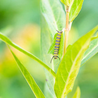 Native Milkweed Selections