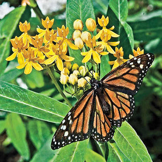 Native Milkweed Selections