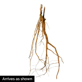 Airbrush Effect Hibiscus