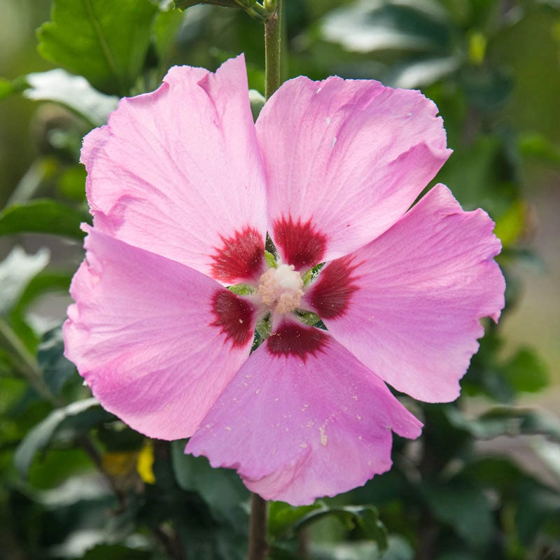 Aphrodite Hibiscus