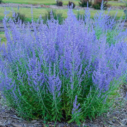 Blue Jean Baby Russian Sage Perovska Spring Hill Spring Hill