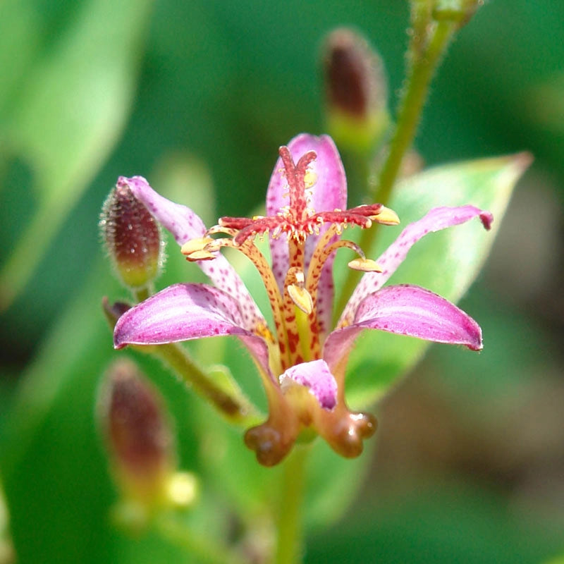 Samurai Variegated Toad Lily