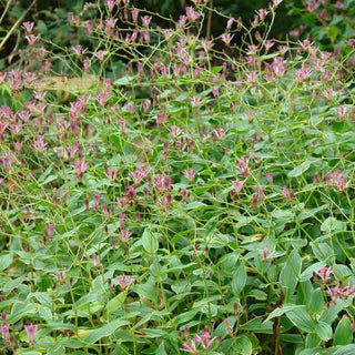 Samurai Variegated Toad Lily