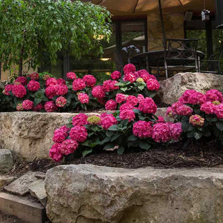 Endless Summer® Summer Crush® Hydrangea