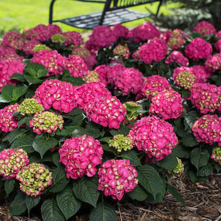 Endless Summer® Summer Crush® Hydrangea