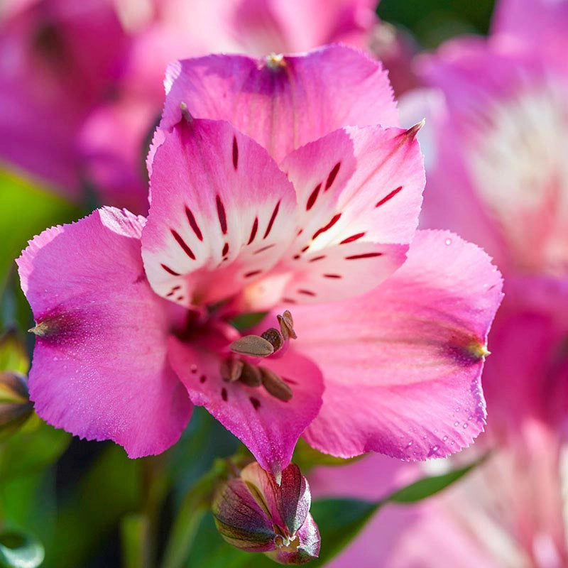 Summer Saint Peruvian Lily