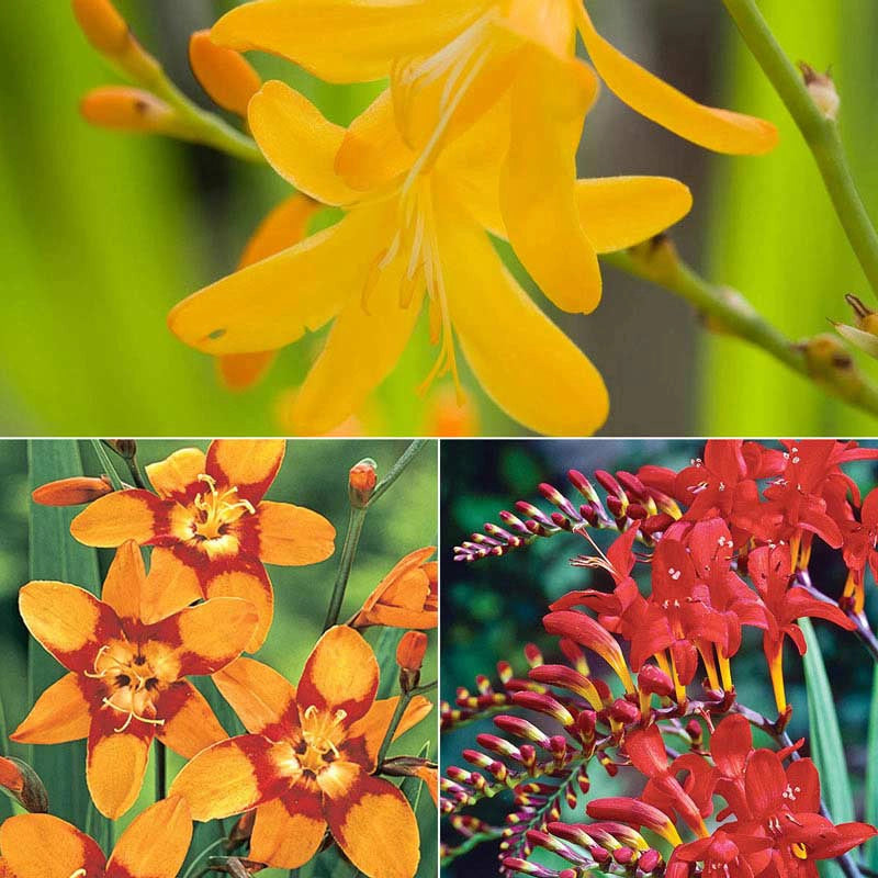 Crocosmia Trio