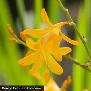 Crocosmia Trio