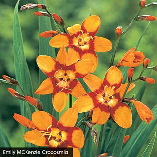 Crocosmia Trio