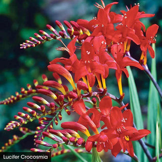 Crocosmia Trio