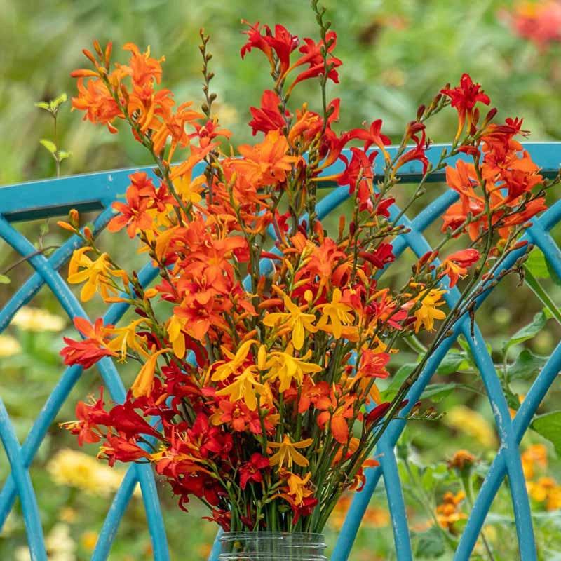 Crocosmia Trio