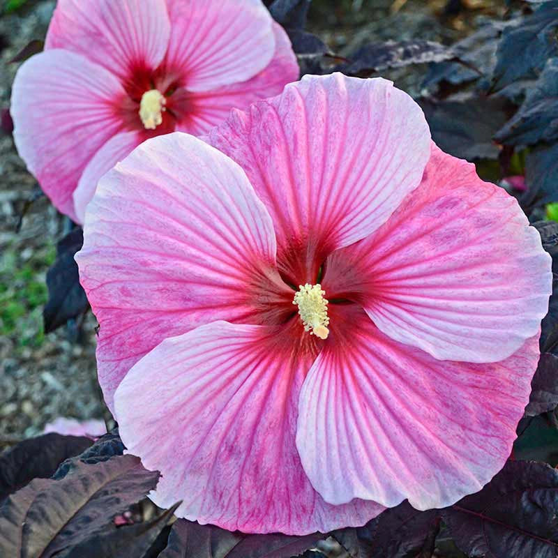 Starry Starry Night Hibiscus