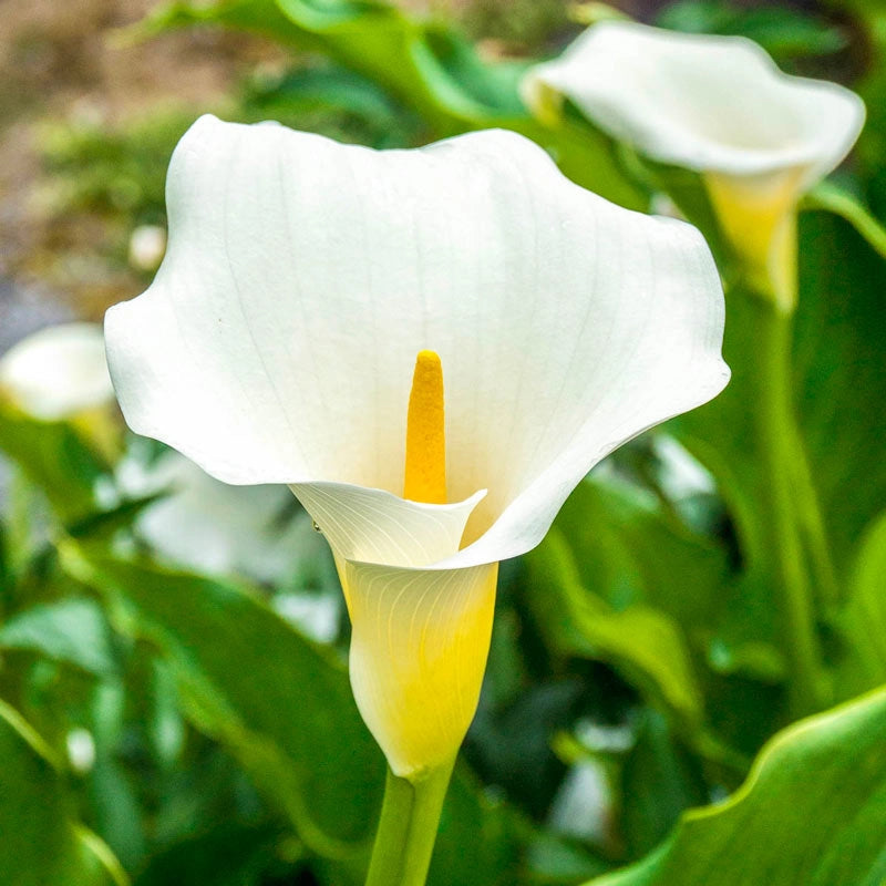 Giant White Calla Lily