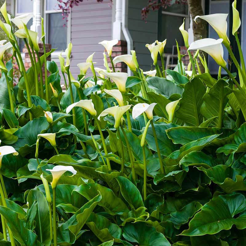 potted white calla lily Giant White Calla Lily