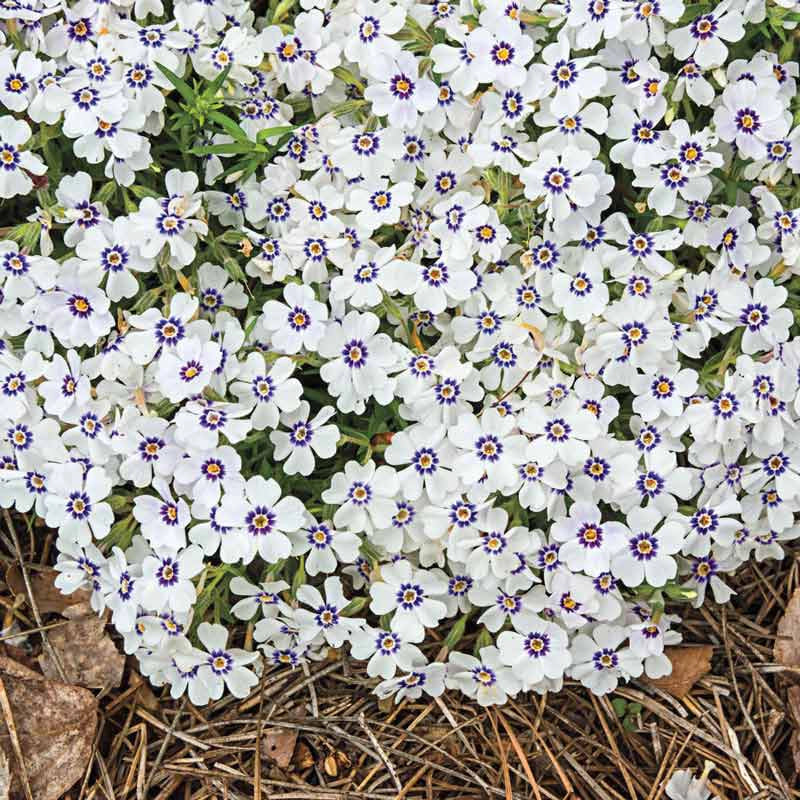 North Hills Creeping Phlox