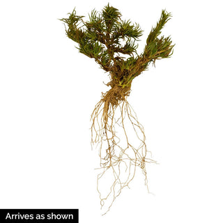 North Hills Creeping Phlox