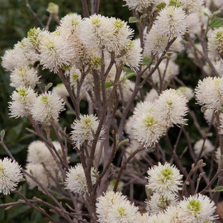 Mt. Airy Fothergilla
