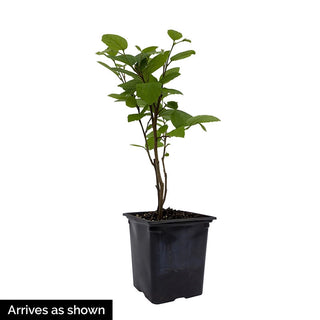 Mt. Airy Fothergilla