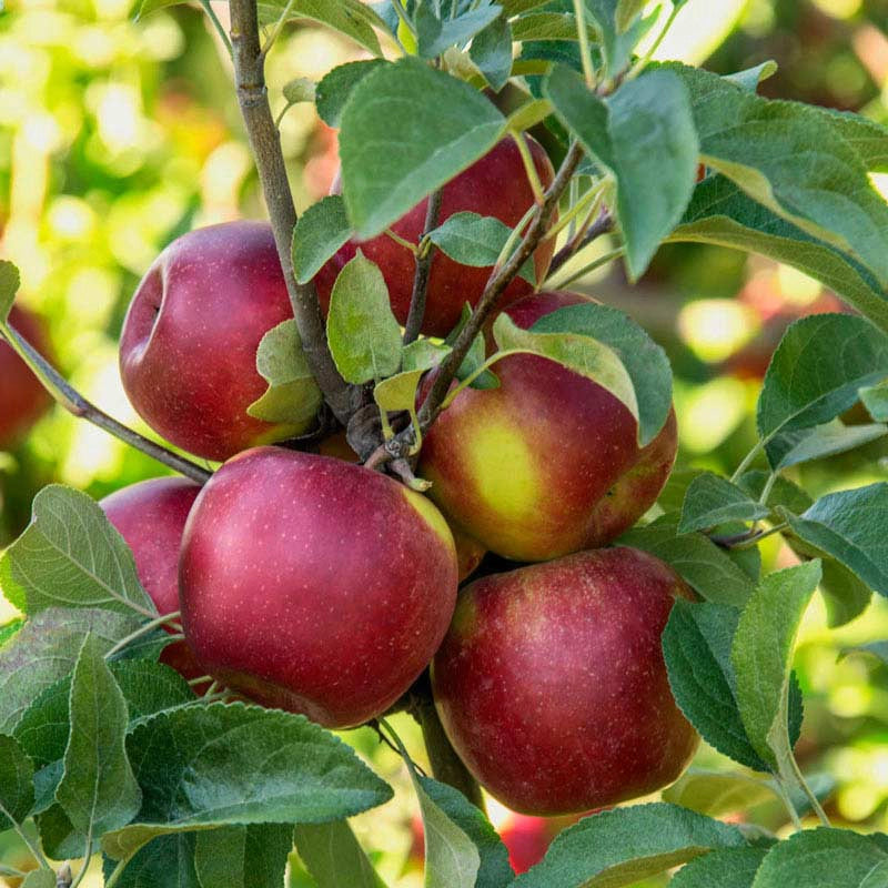 Pixie Crunch® Apple Tree | Fruit Trees | Spring Hill – Spring Hill Nursery