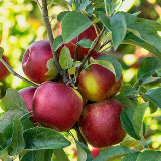 Apple Pixie Crunch® Fruit Tree