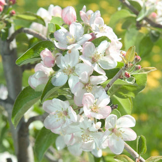 Apple Pixie Crunch® Fruit Tree