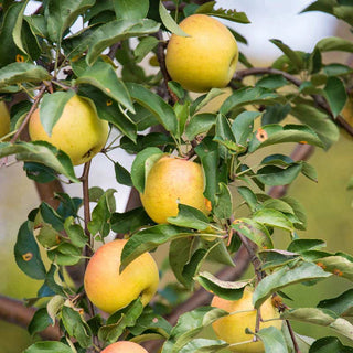 Crunch-A-Bunch™ REACHABLES® Apple Tree